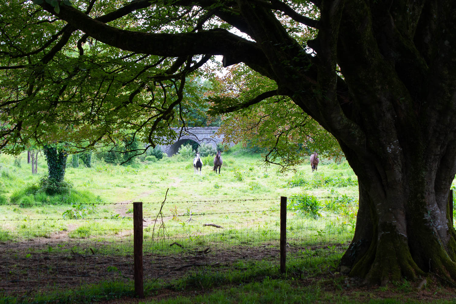 Ballyglunin Park testimonial background